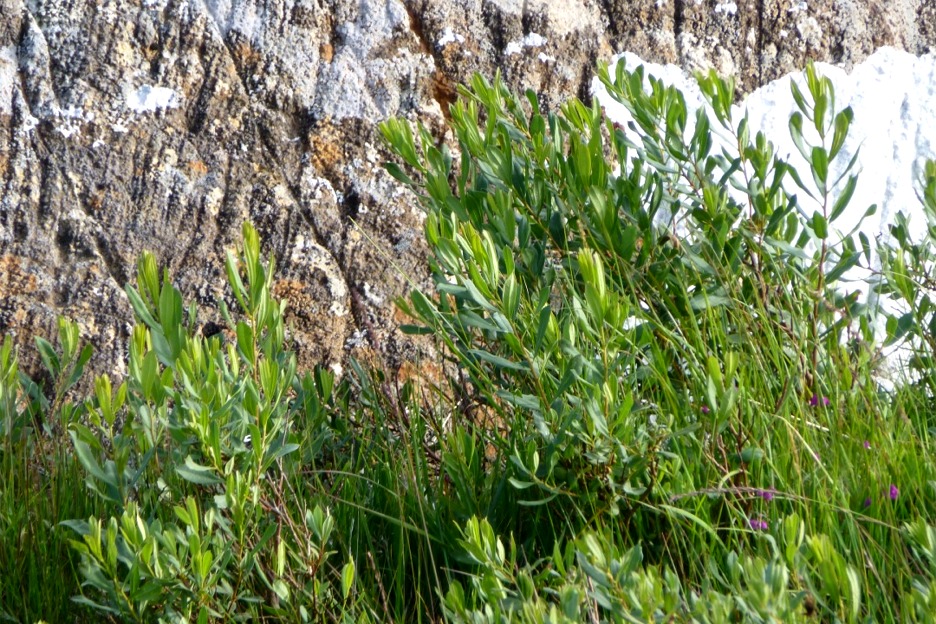 Bog myrtle (Myrica gale), Isle of Mull, Scotland